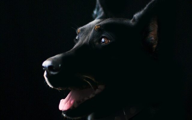 Hjælp til hunde med cbd: Sådan gavner formula swiss’ økologiske olie din firbenede ven