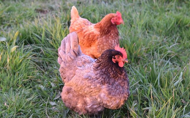 Sådan skaber du luksus i hønsehuset med dala spåner